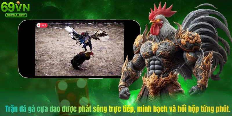 Trận đá gà cựa dao được phát sóng trực tiếp, minh bạch và hồi hộp từng phút.